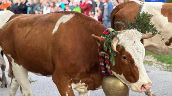 Reichgeschmückt laufen die insgesamt rund 400 Kühe vorbei an den zahlreichen Zuschauern, die die Straßen säumen. Eine Gruppe kommt aus dem Achtal, eine aus dem Vilstal.