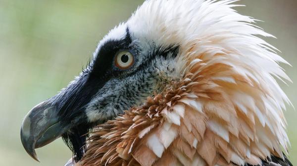 Bartgeier in den Alpen6016.jpg