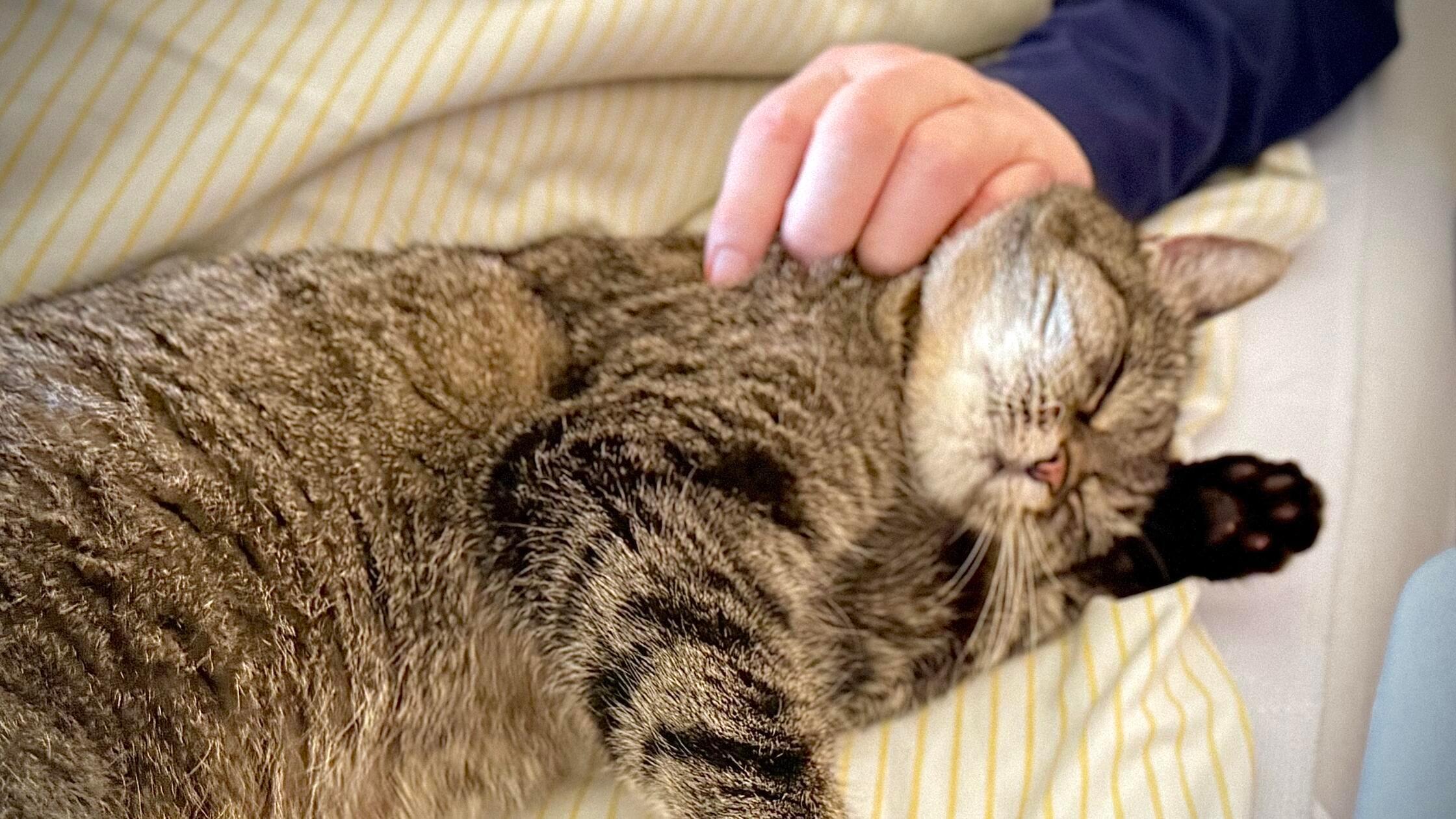 Katze Quietschi fühlt sich sichtlich wohl und ihr 