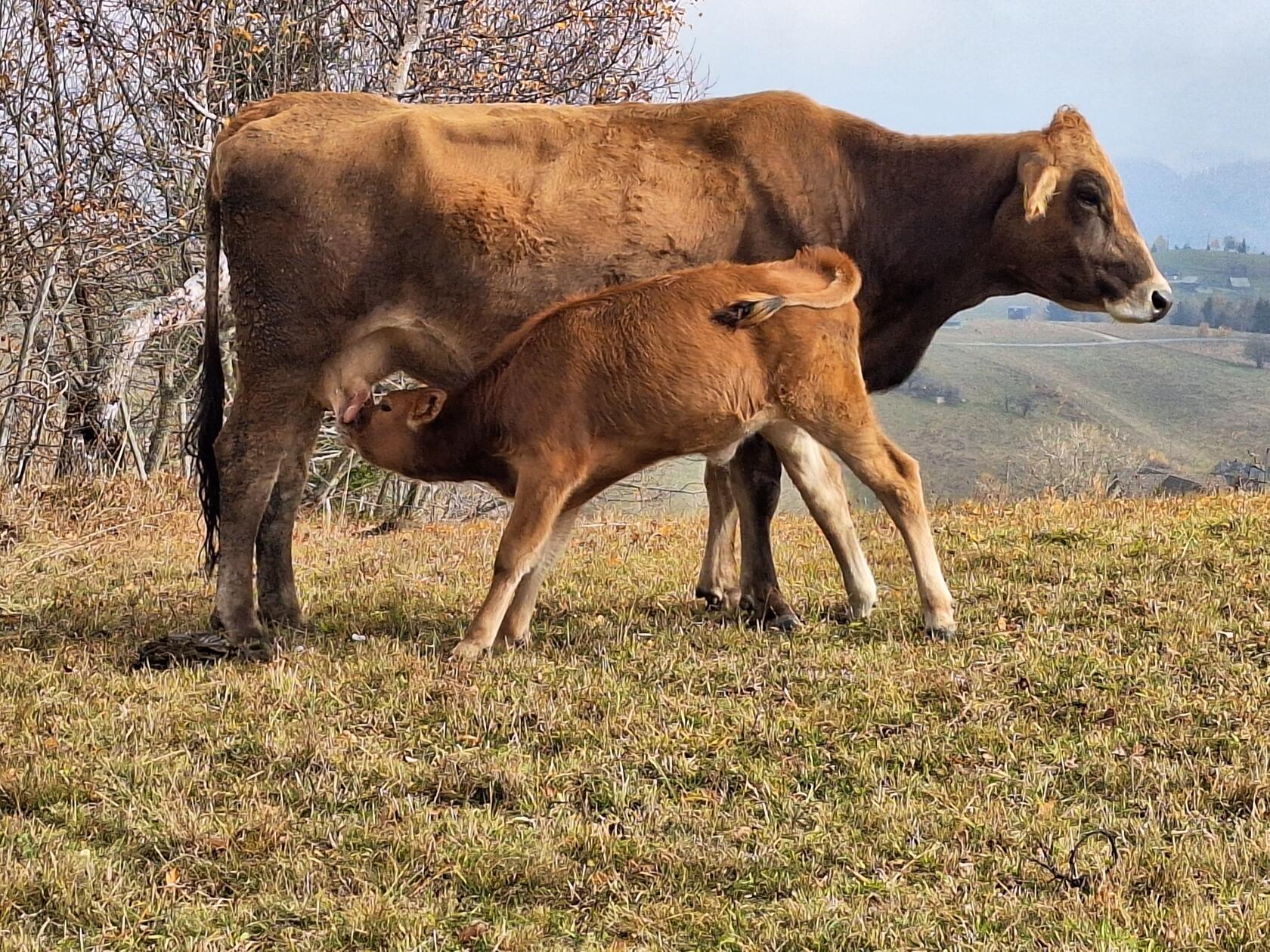 Wer noch auf dem Land lebt, hält meist wenigstens eine Kuh oder andere Tiere.