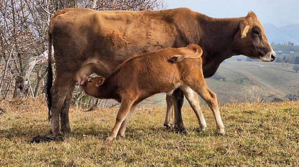Wer noch auf dem Land lebt, hält meist wenigstens eine Kuh oder andere Tiere.