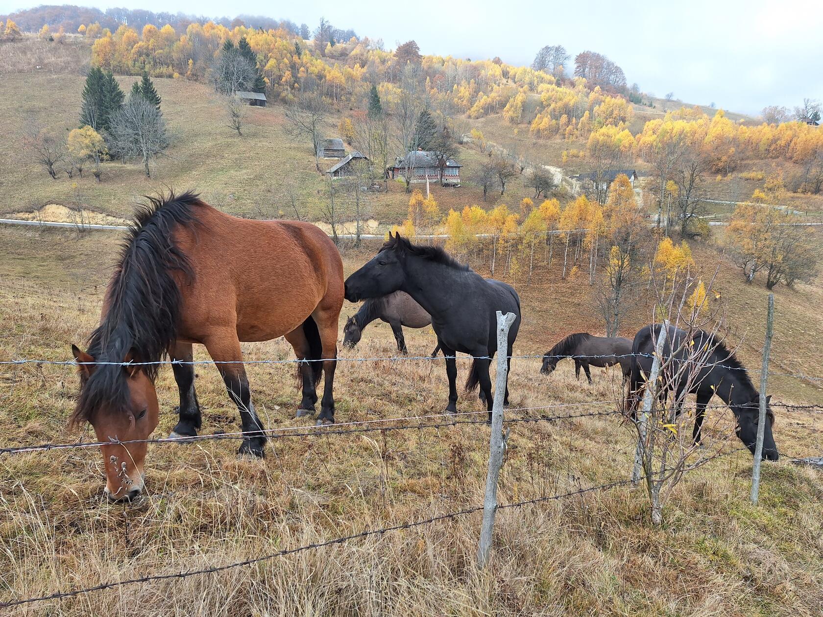 Pferde grasen friedlich.