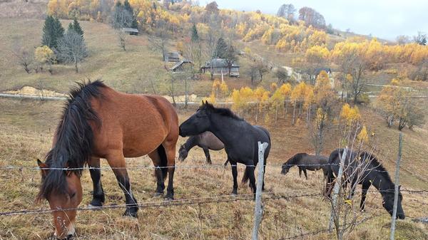 Pferde grasen friedlich.