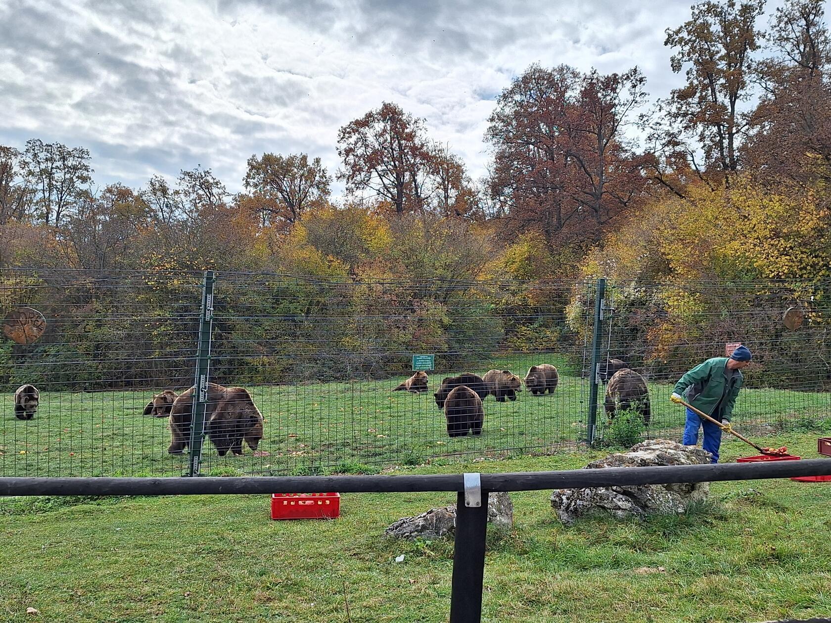 In Zarnest ist die Bären- Auffangsation Libearty Bear Sanctuary. Dort leben aus Gefangenschaft gerettete Bären.