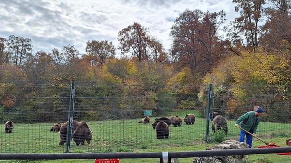 In Zarnest ist die Bären- Auffangsation Libearty Bear Sanctuary. Dort leben aus Gefangenschaft gerettete Bären.