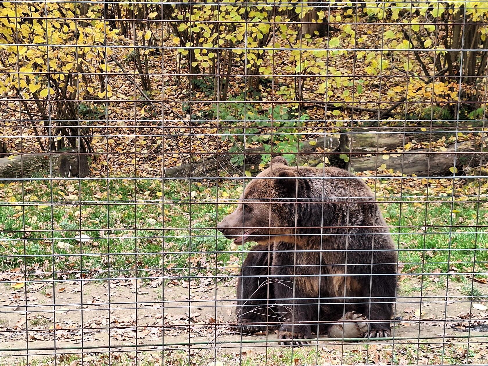 In Rumänien war es lange Tradition, Bären zur Unterhaltung von Menschen zu dressieren.