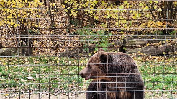 In Rumänien war es lange Tradition, Bären zur Unterhaltung von Menschen zu dressieren.