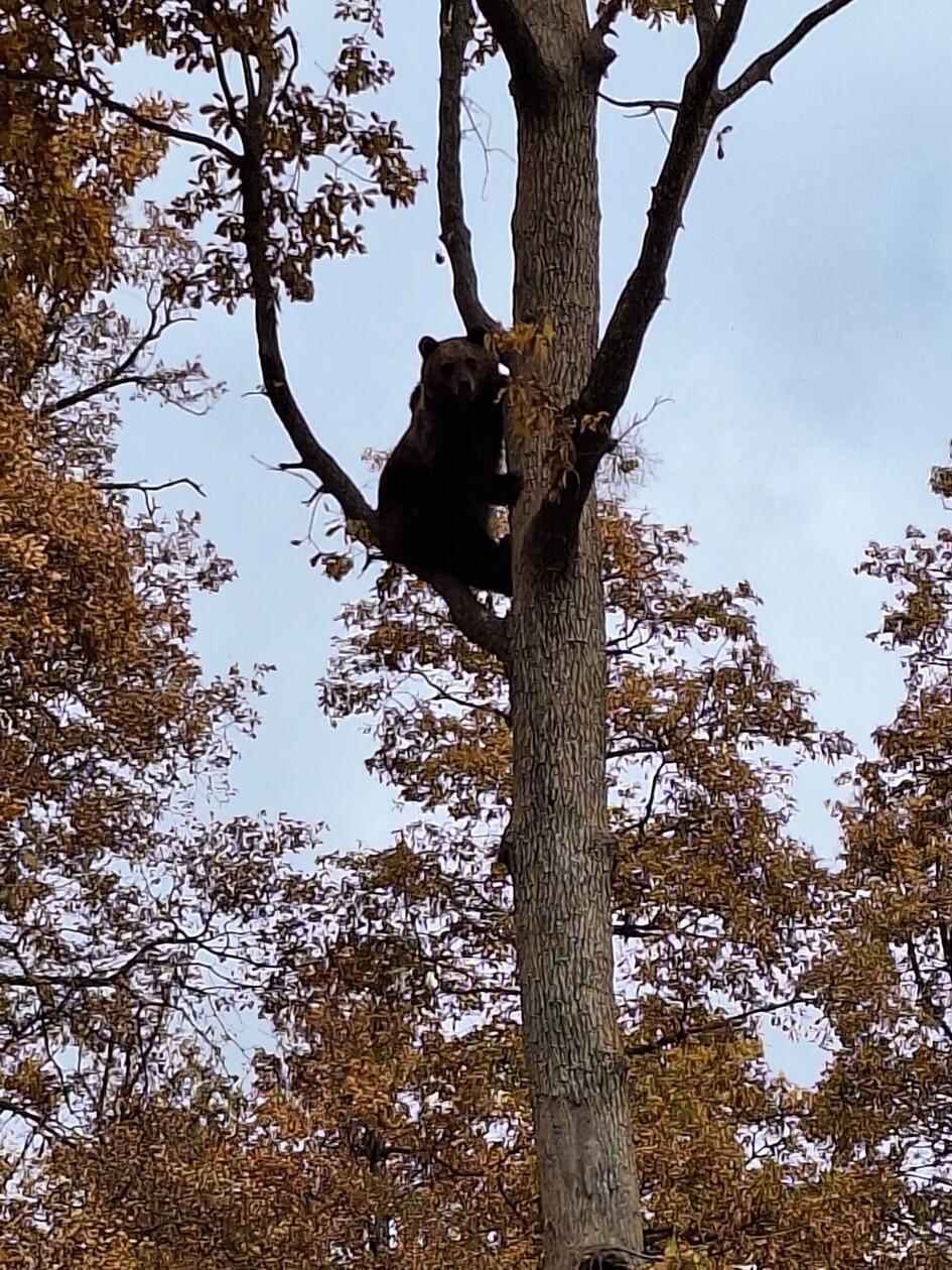 In der Libearty Bear Sanctuary können die Braunbären zu einem natürlichen Leben zurückfinden.