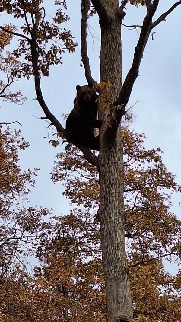 In der Libearty Bear Sanctuary können die Braunbären zu einem natürlichen Leben zurückfinden.