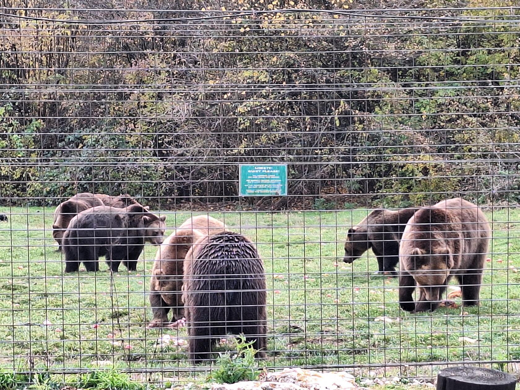 Owohl es Rumäniens einzige Bärenauffangstation ist, finanziert sie sich komplett aus Spenden.