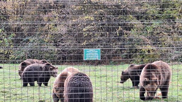 Owohl es Rumäniens einzige Bärenauffangstation ist, finanziert sie sich komplett aus Spenden.