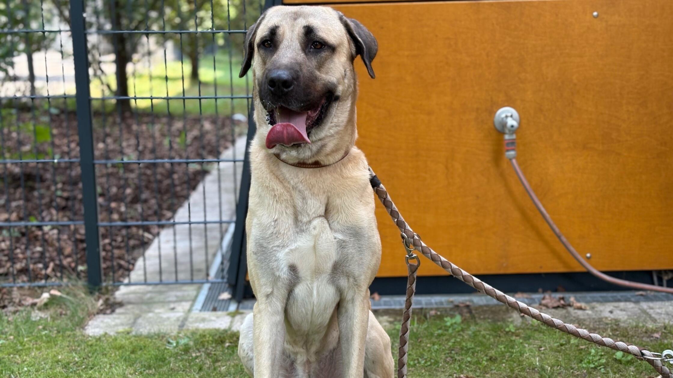 Foto: Tierheim Nürnberg/Nadja Borchert, gesp.29.09
