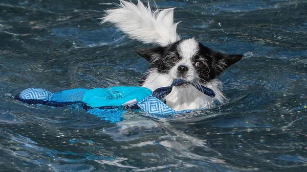 VÖ27092025 Leserfoto Hund