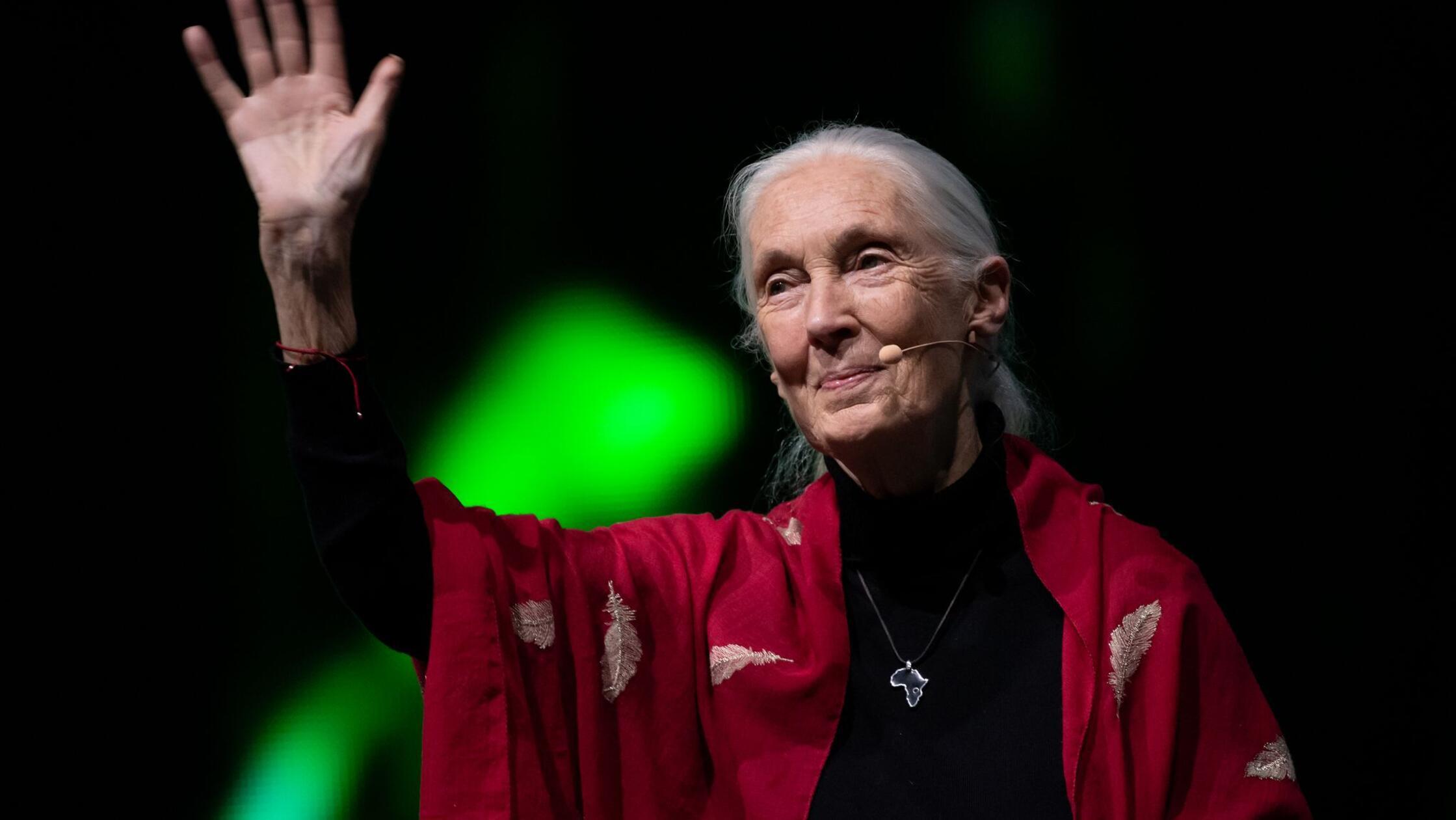 „Wahre Heldin“: Leonardo DiCaprio würdigt Jane Goodall