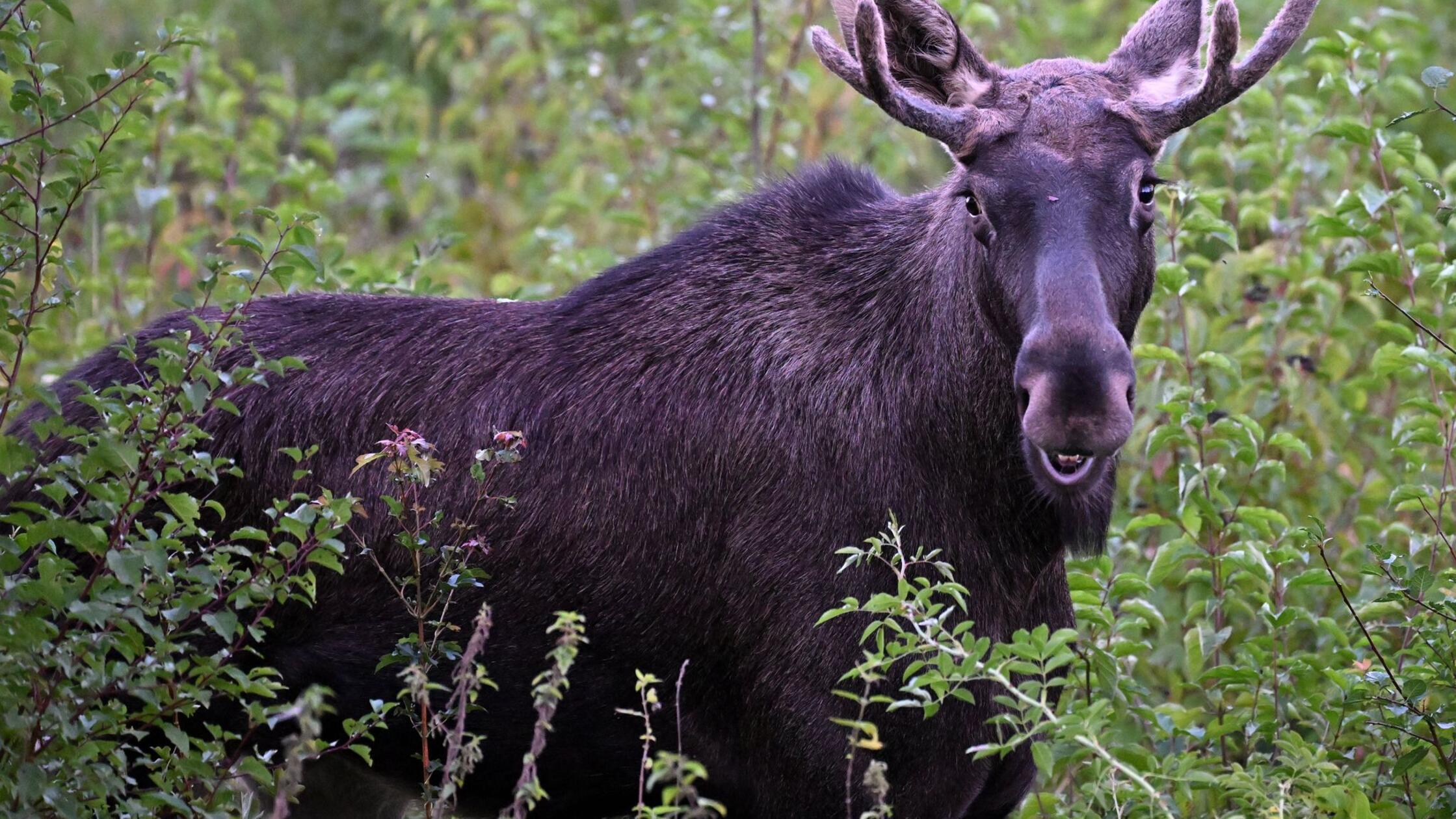 Umzug nach Trubel in Österreich: Gestresster Elch Emil soll nun Ruhe finden