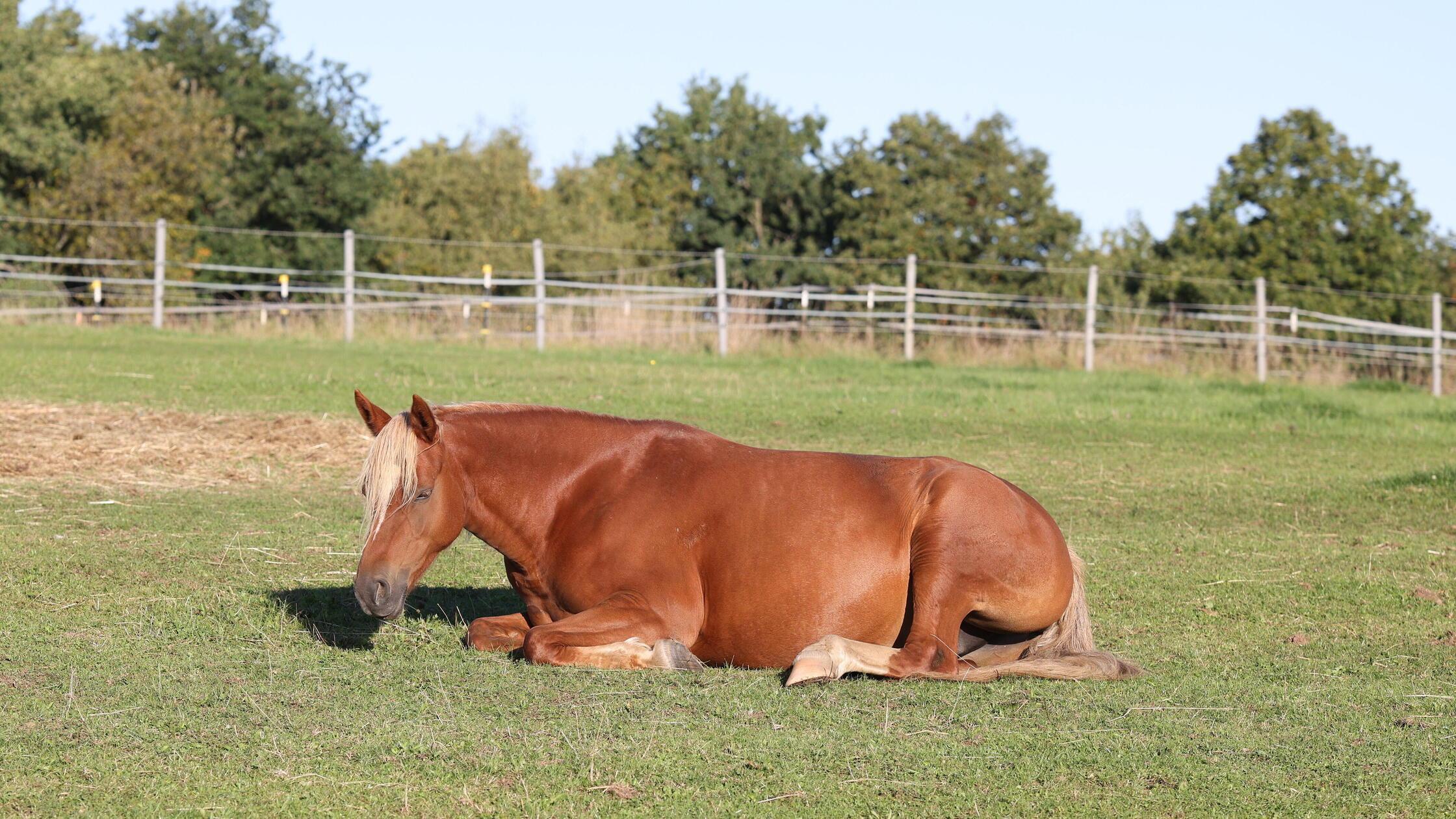 Reiterlose Pferde auf fränkischer Straße – Unfall endet tödlich für Tier