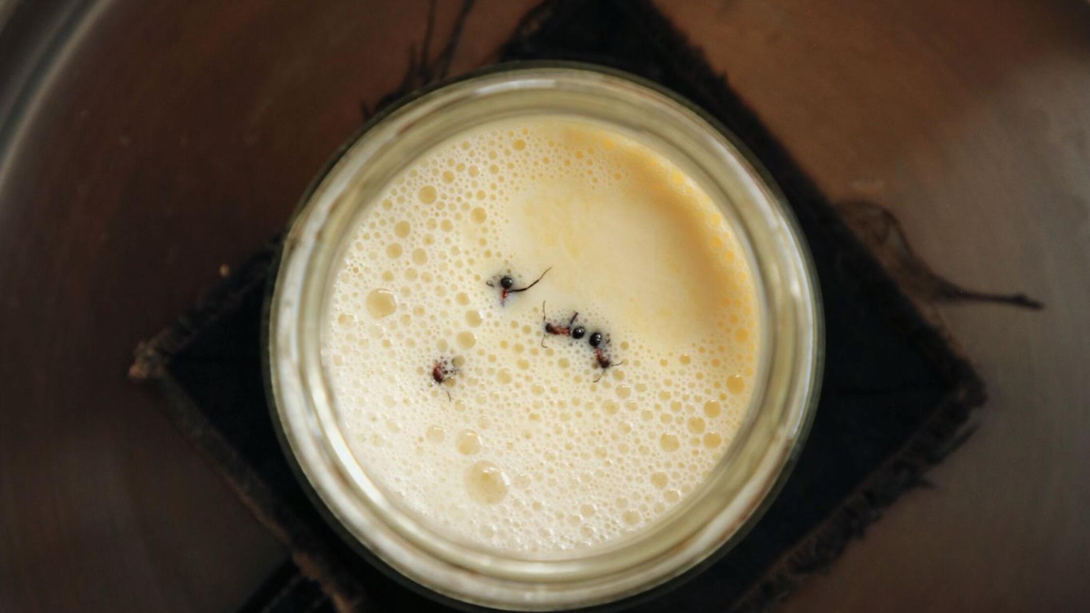 Alte Praktik: Wie Joghurt aus Ameisen entsteht – Forscher: Nachahmen nicht empfohlen