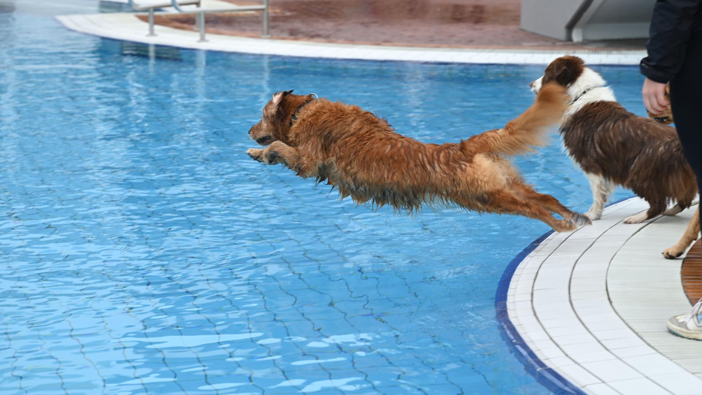 Hundebadetag im Schlossbad Neumarkt zum Abschluss 