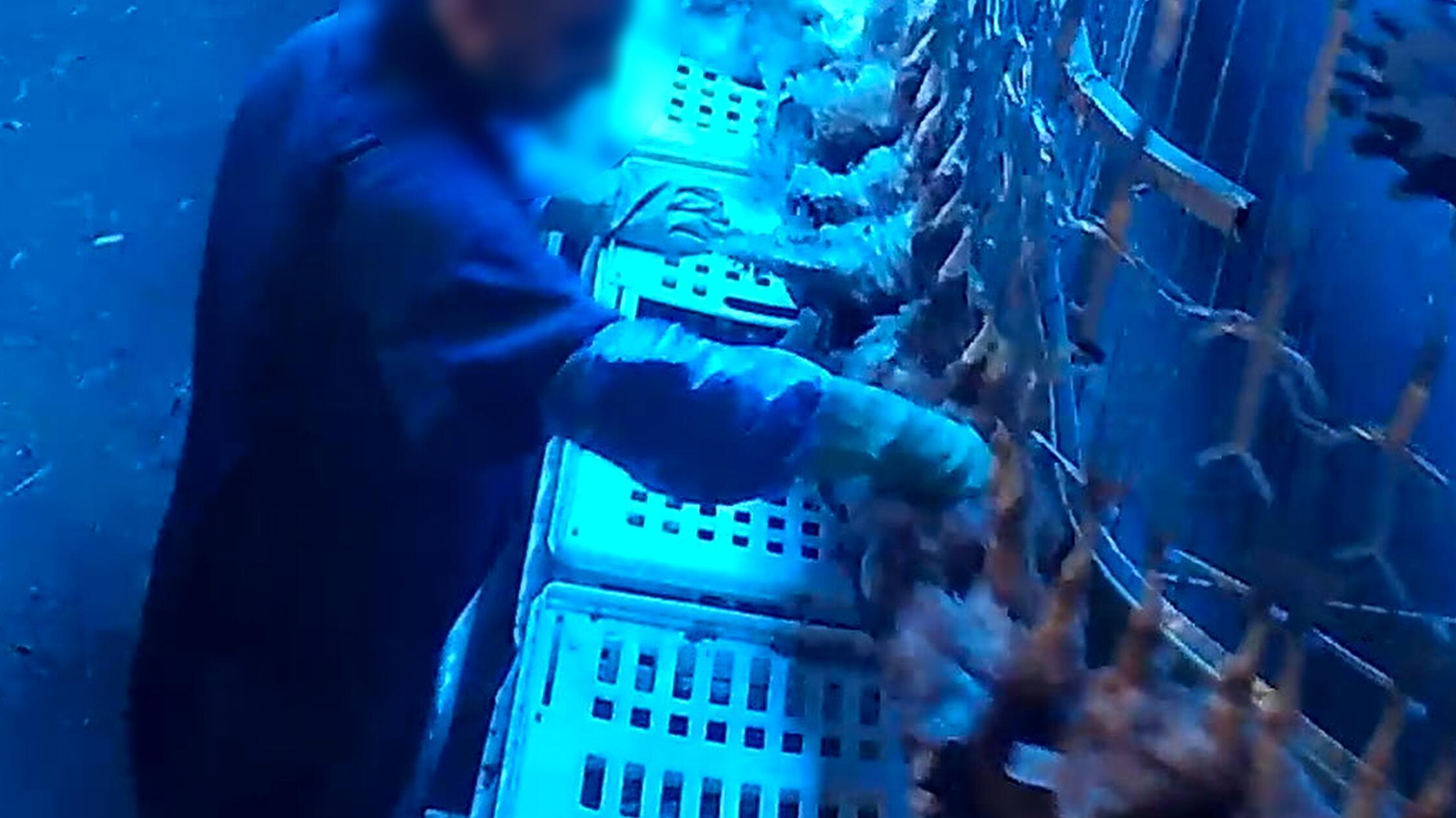 Klavnica perutnine v Wassertrüdingenu v Nemčiji ostaja trajno zaprta zaradi obtožb o mučenju živali