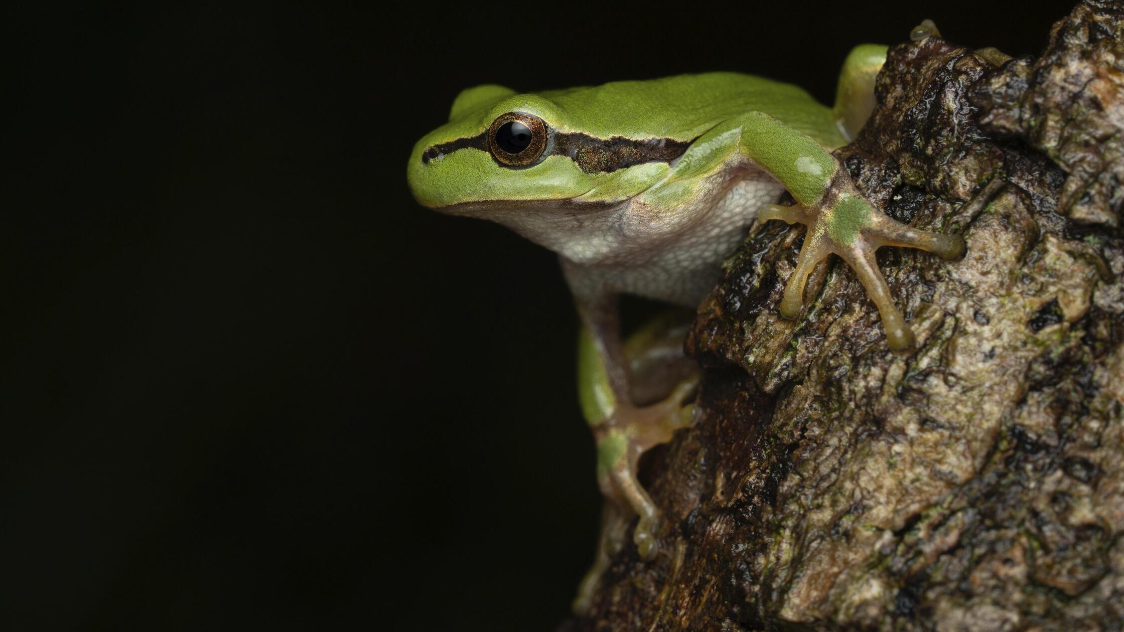 Europäischer Laubfrosch (Hyla arborea)