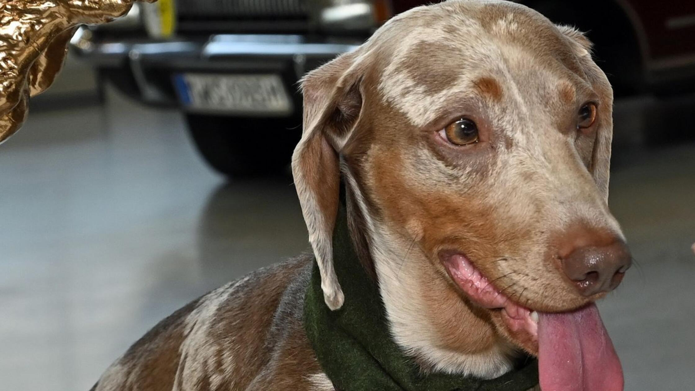 Dackel-Derby in München: 124 Vierbeiner sprinten um Dackelkrone