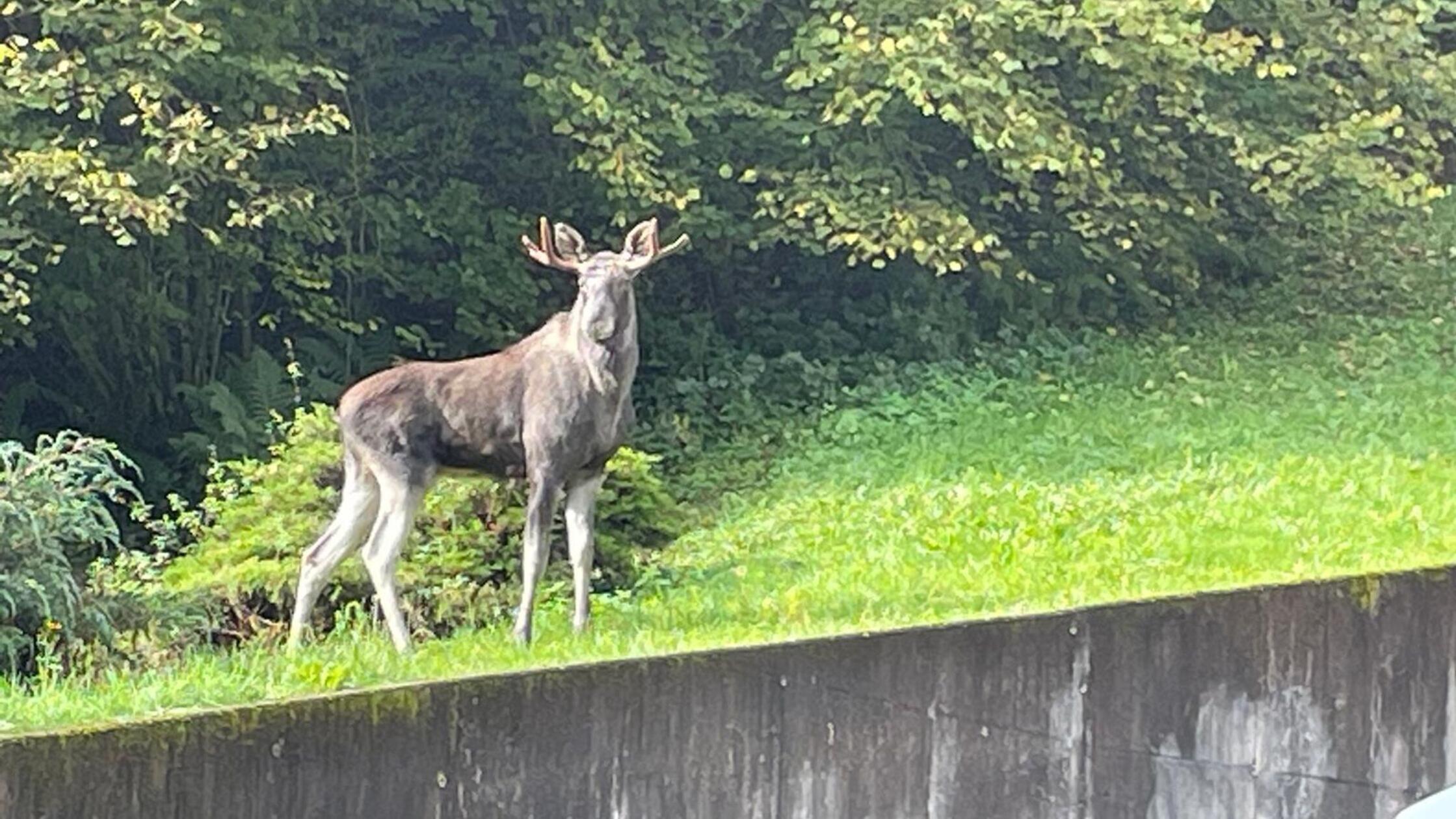 Für Bayern bestimmter Elch im Schwarzwald gefangen