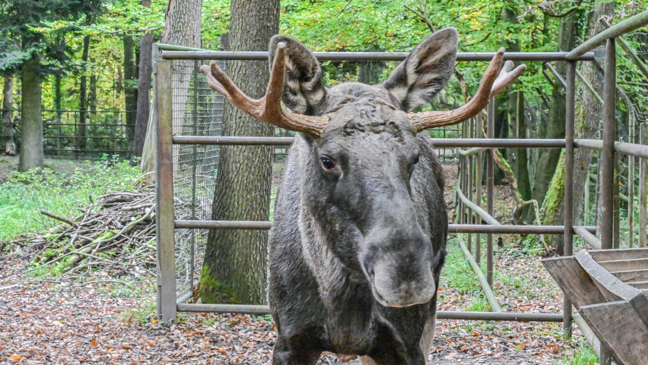 Nach Tagen im Schwarzwald: Elch Erwin wieder im Wildpark