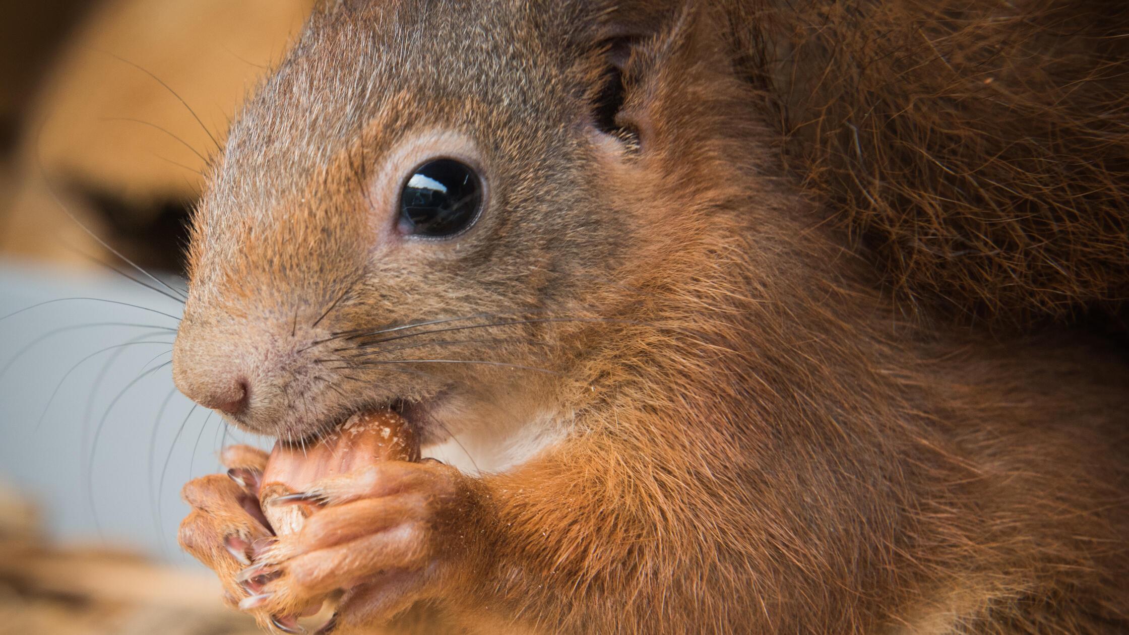 Die Kreisgruppe Roth des BUND Naturschutz ruft daz