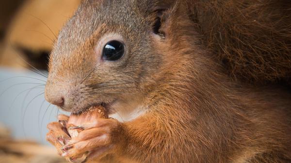 Die Kreisgruppe Roth des BUND Naturschutz ruft daz