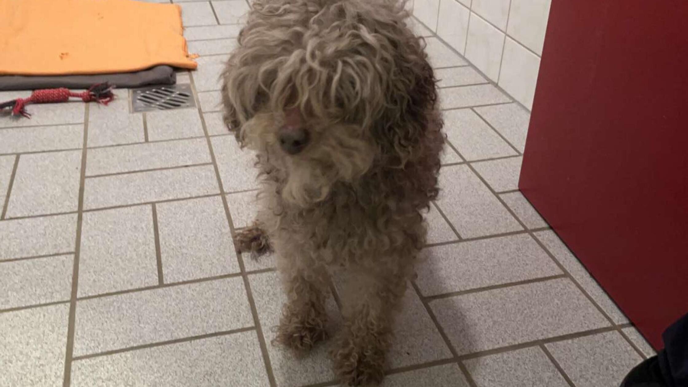 An M&uuml;lleimer angebunden und allein gelassen: Hund wartet vergeblich auf sein Herrchen