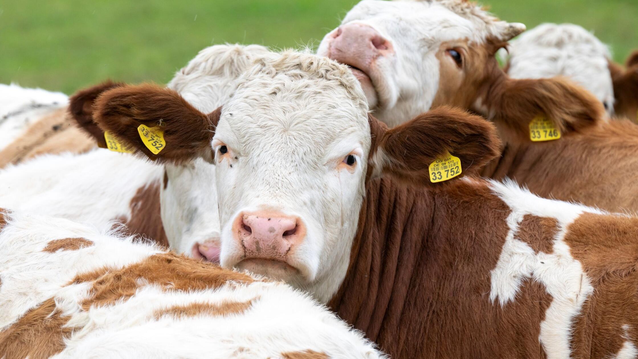 Frau findet erschossene Kuh auf einer Weide im Allg&auml;u