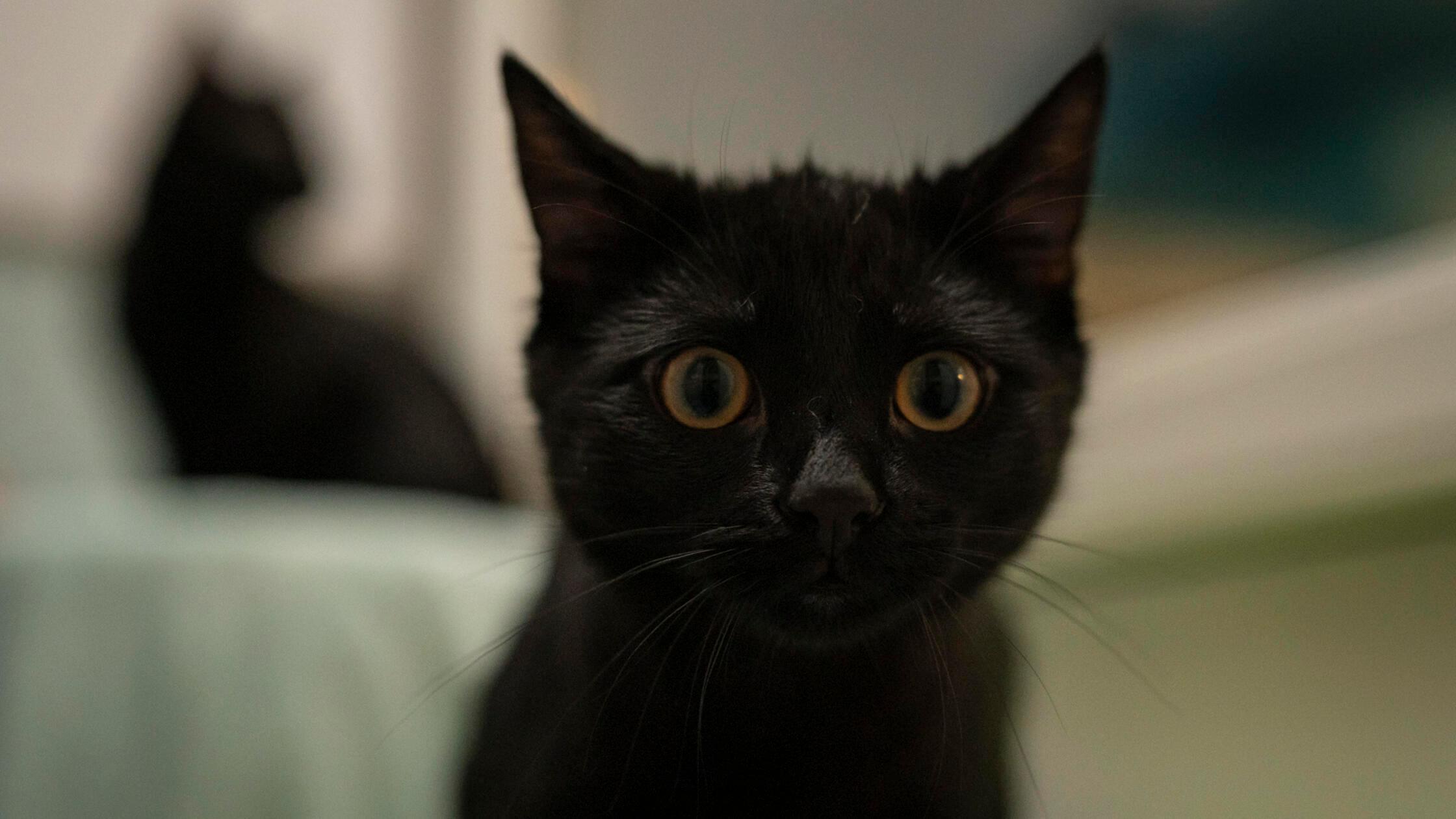 Foto: Nadja Borchert/Tierheim Nürnberg, gesp.10/20