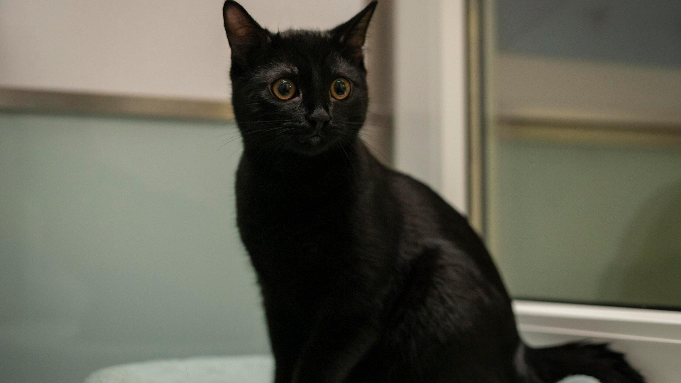 Foto: Nadja Borchert/Tierheim Nürnberg, gesp.10/20