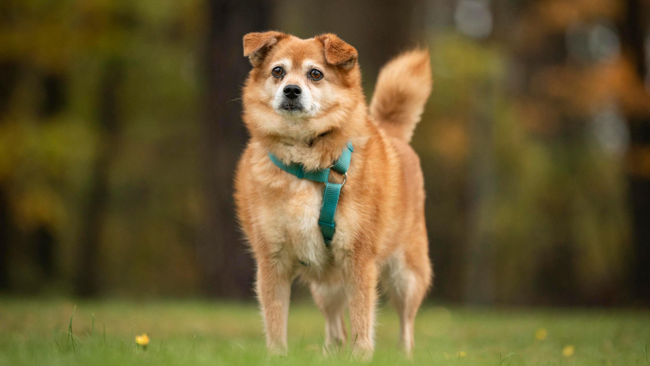 Foto: Nadja Borchert/Tierheim Nürnberg, gesp.10/20