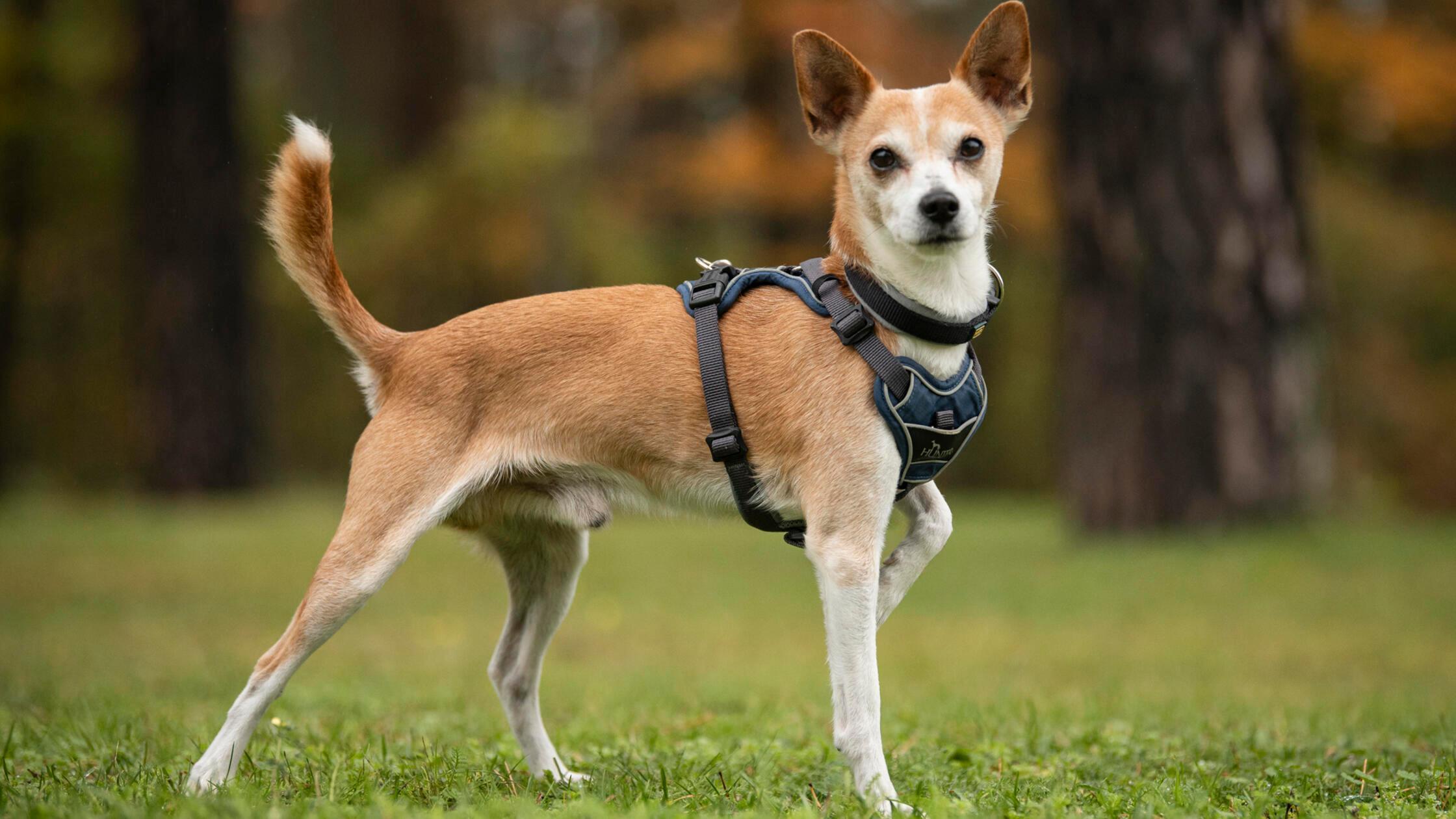 Foto: Nadja Borchert/Tierheim Nürnberg, gesp.10/20