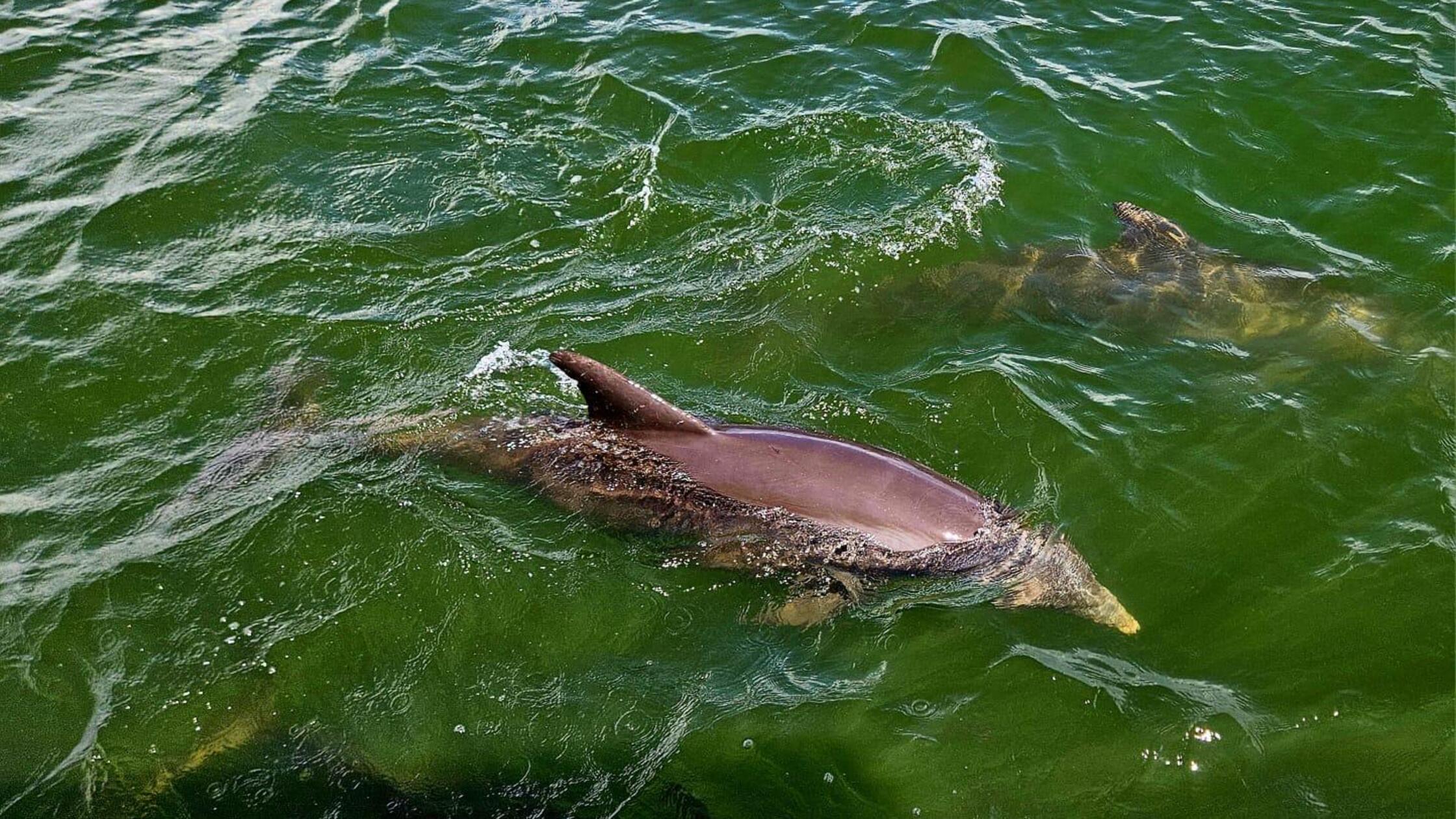 Reisereportage Fort Myers, Florida