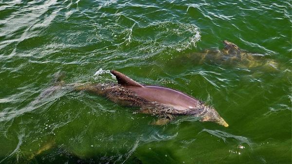 Reisereportage Fort Myers, Florida