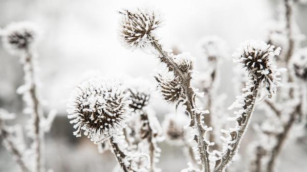 Mit Raufreif bedeckte Disteln sind in einem Garten