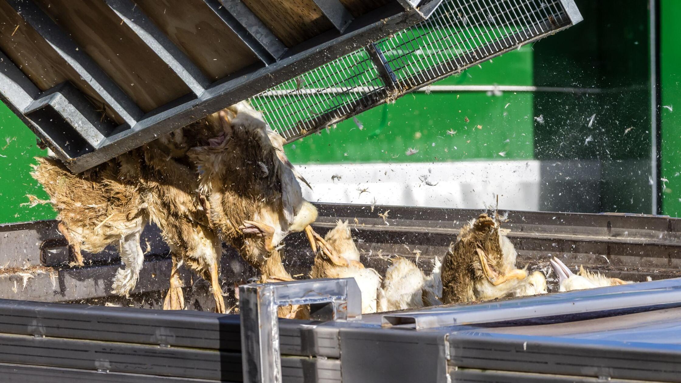 Vogelgrippe breitet sich rasant aus – 400.000 Tiere gekeult