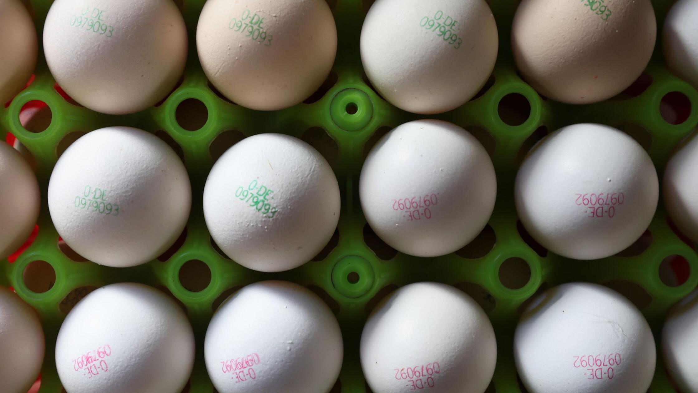 Bayerns Geflügelwirtschaft warnt vor steigenden Eierpreisen