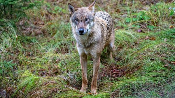 Ein Jungwolf steht im Gehege des Nationalparkzentr