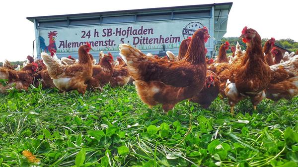 Lastinger_Glueckliches_Gefluegel_II_jpg