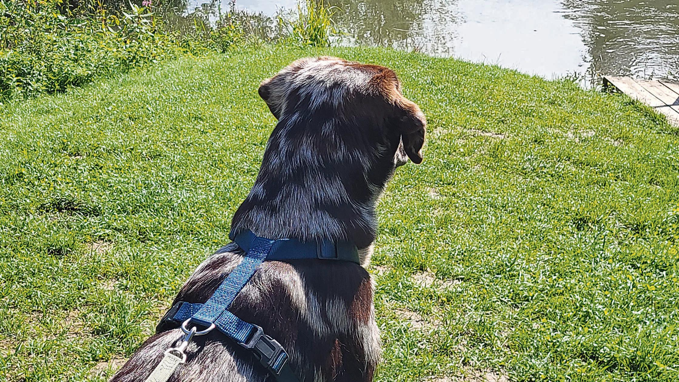 Anleinpflicht Hunde_cymk