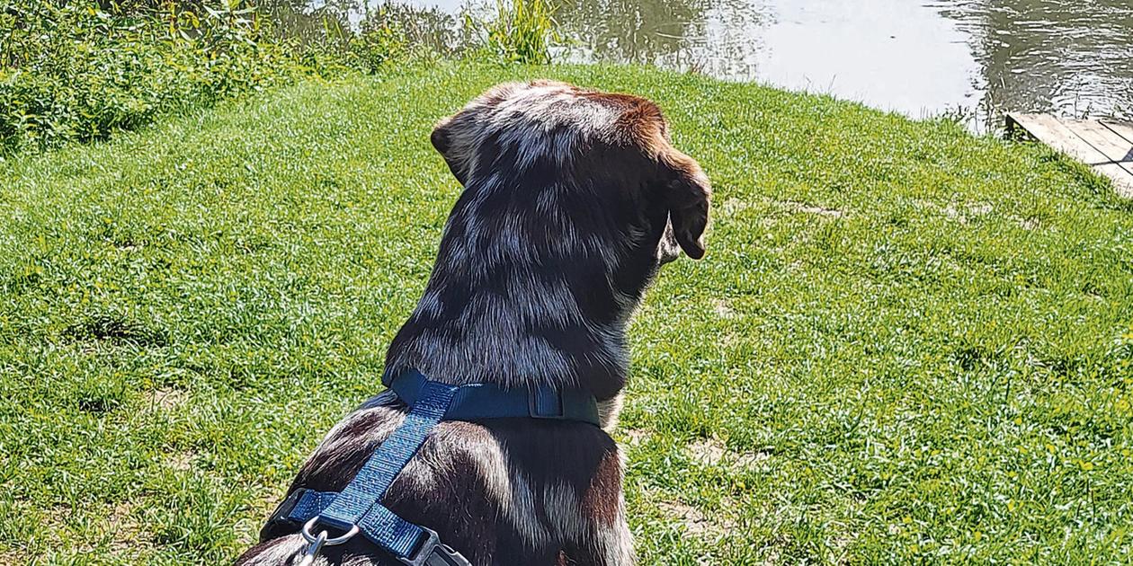 700 euros for a fighting dog: Treuchtlingen to increase dog tax in 2026