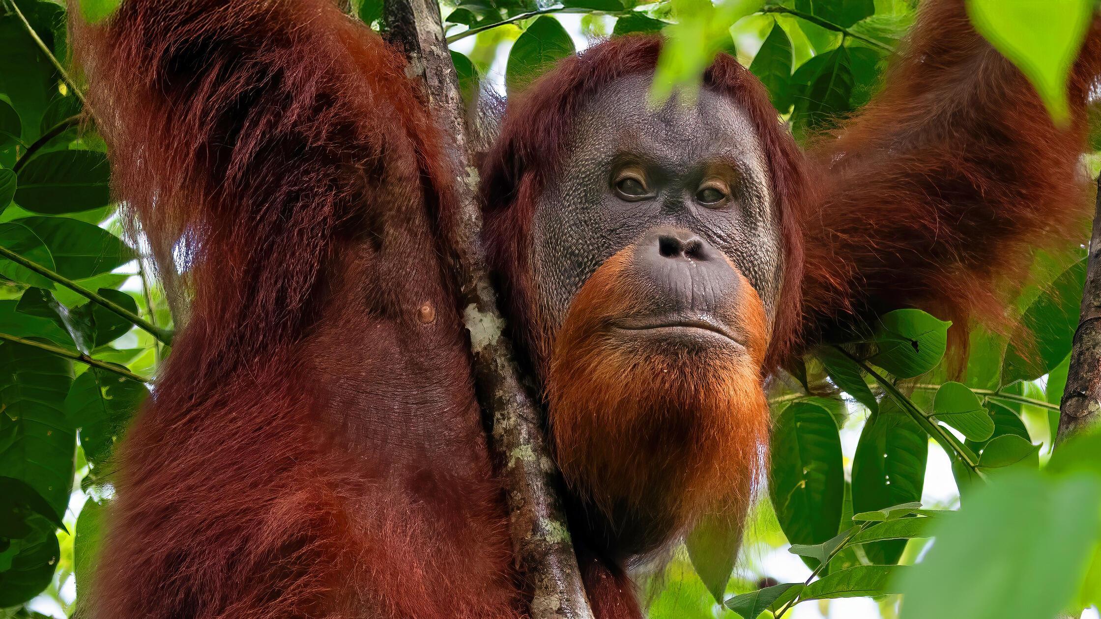 Do_Regenwald_Schonlau