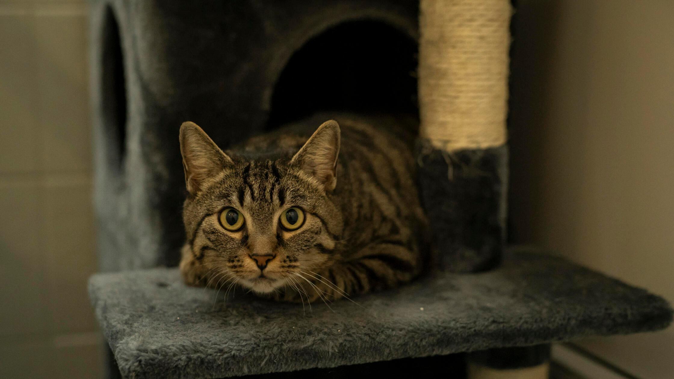 10_07-Tierheim_Trude-Chiara-Calow_02