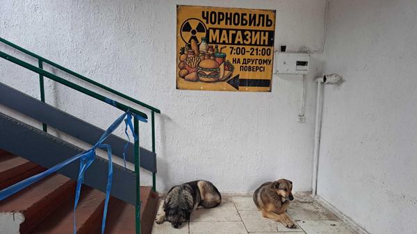 Zwei Straßenhunde ruhen sich im Eingangsbereich de