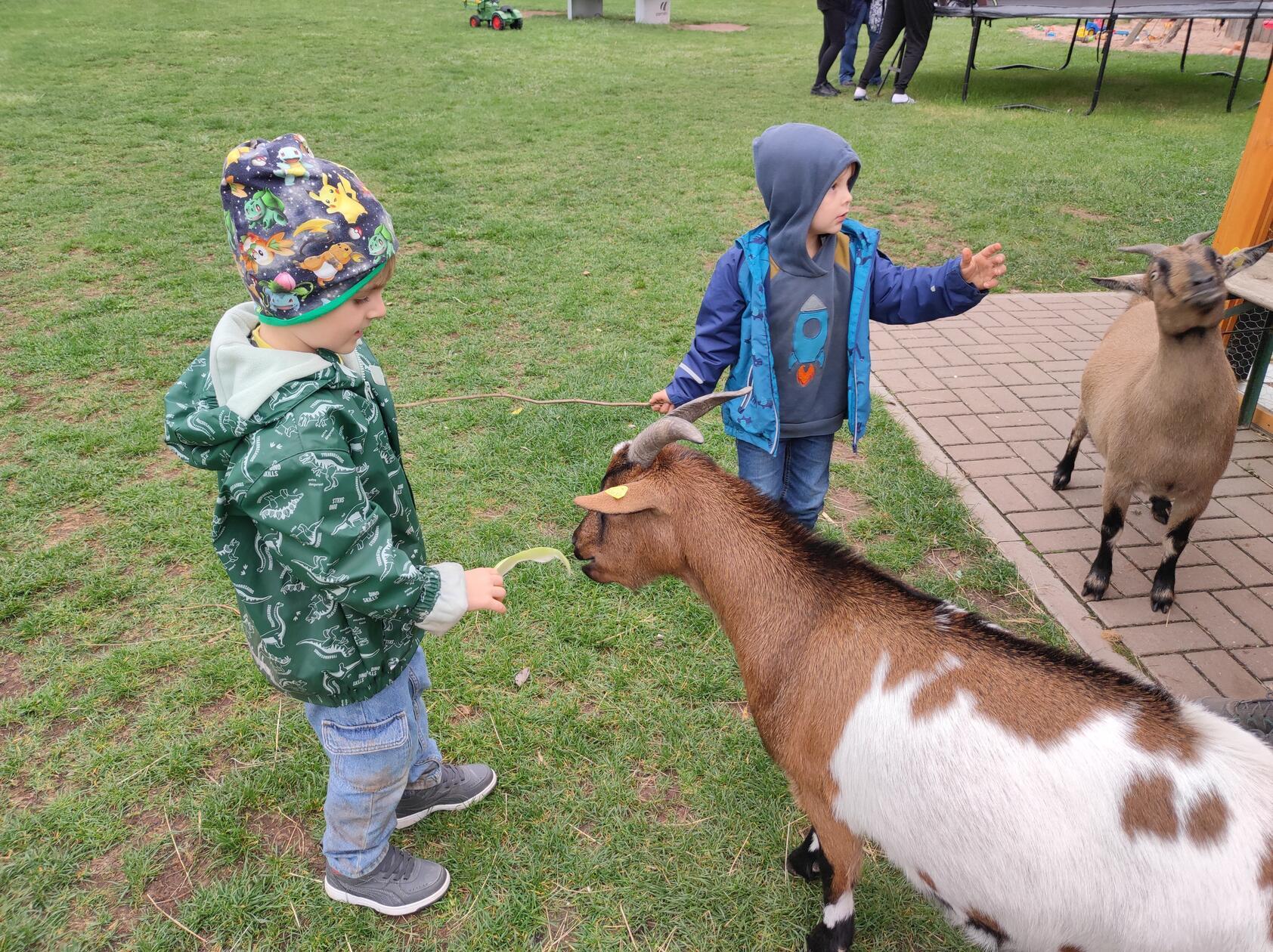 Außerdem gibt es Kaninchen, Meerschweinchen und die beiden Ziegen Hänsel und Gretel. Am späten Nachmittag findet täglich die Fütterung statt.