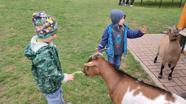 Außerdem gibt es Kaninchen, Meerschweinchen und die beiden Ziegen Hänsel und Gretel. Am späten Nachmittag findet täglich die Fütterung statt.