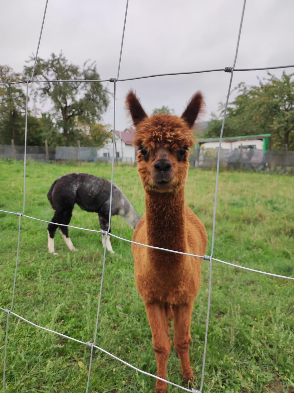 Die Nachbarn des Familotels haben Alpakas und bieten Wanderungen mit den flauschigen Tieren an.